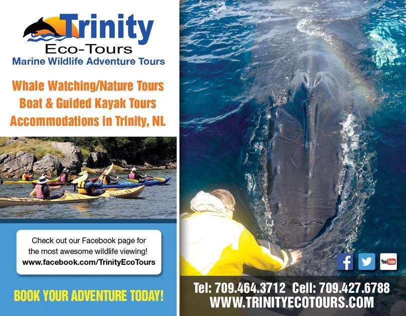 Trinity Eco-Tours Lodge ภายนอก รูปภาพ